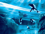 SeaWorld Aquatica Dolphin Plunge